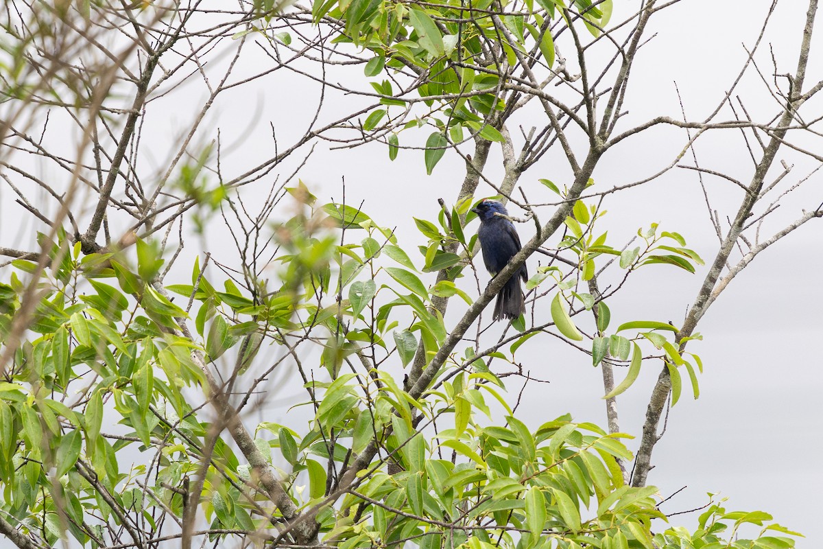 Diademed Tanager - ML647456607