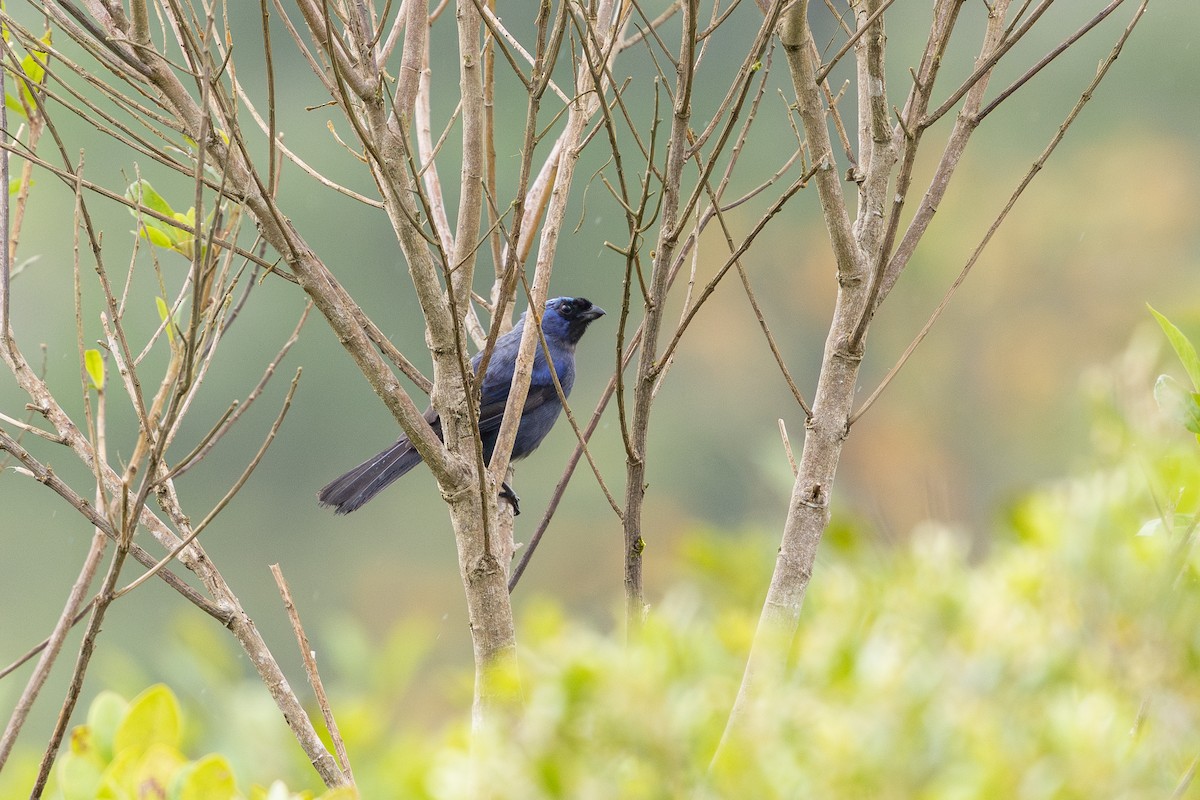 Diademed Tanager - ML647456608