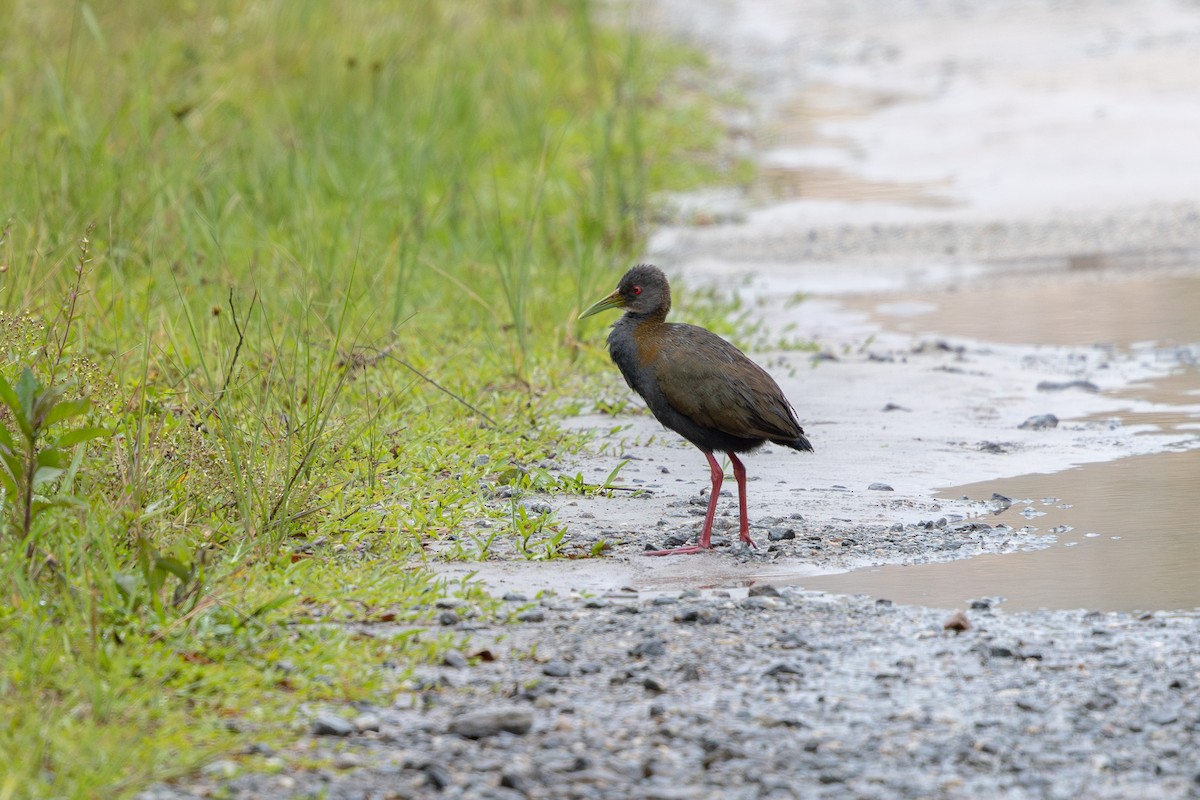 Slaty-breasted Wood-Rail - ML647456616