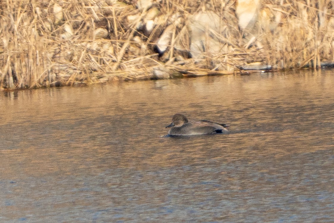 Ipar-ahatea - ML647456617