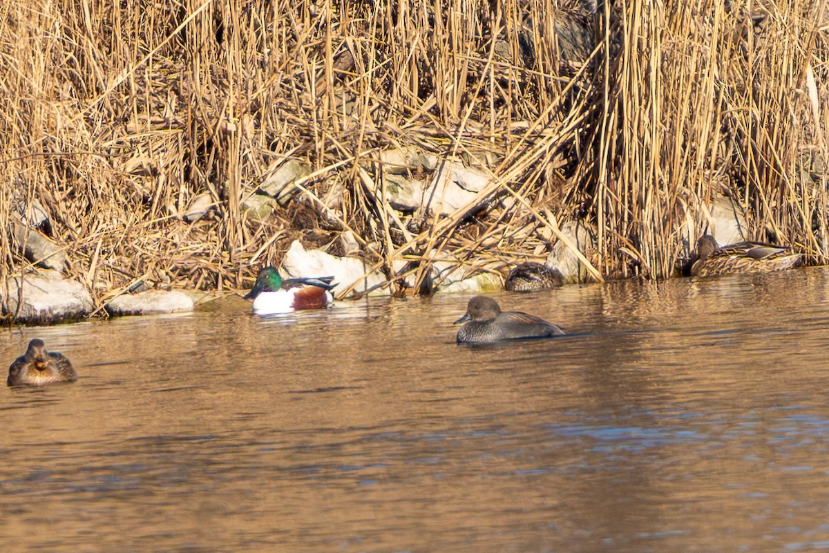 Ipar-ahatea - ML647456618