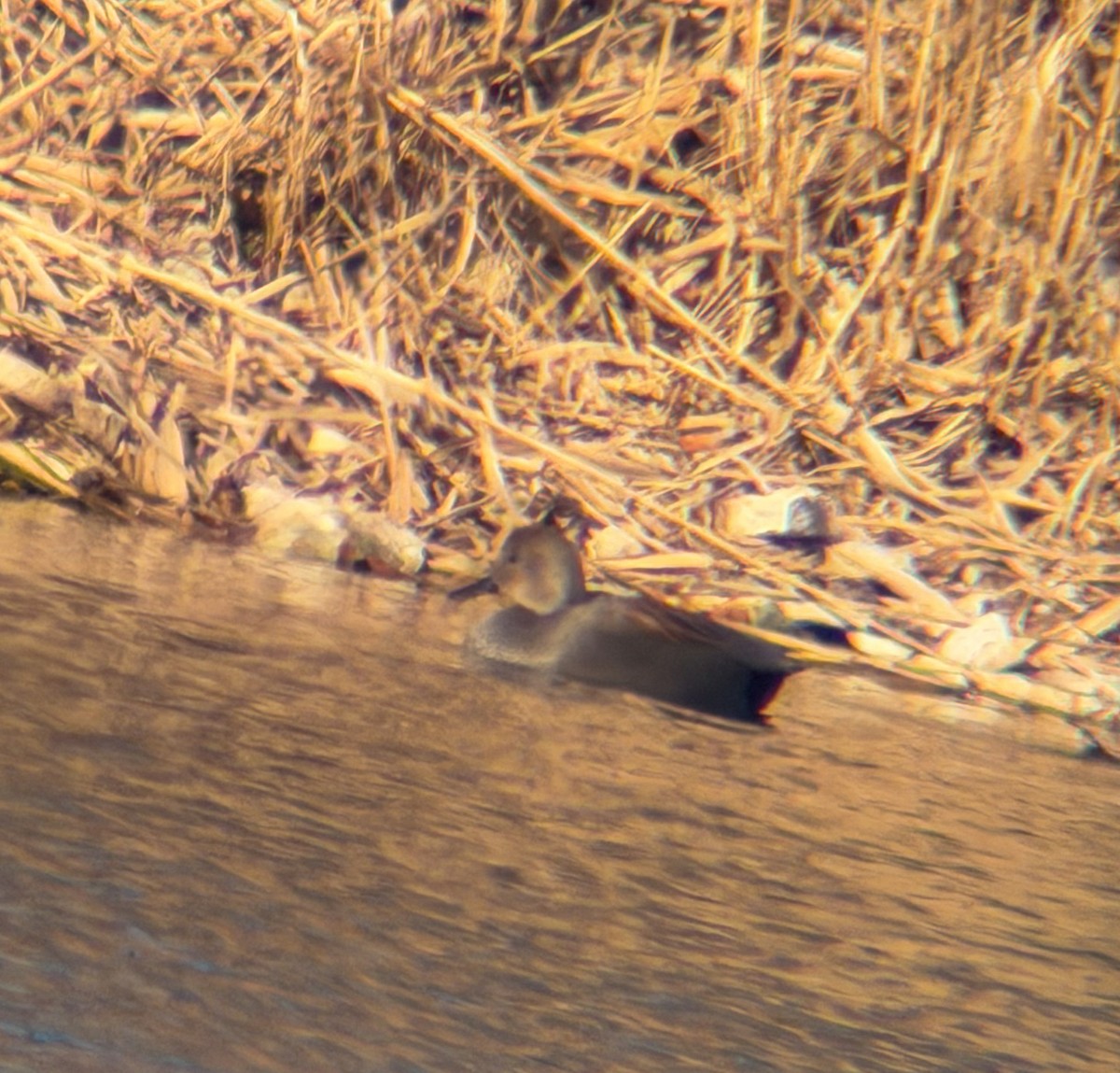 Ipar-ahatea - ML647456619