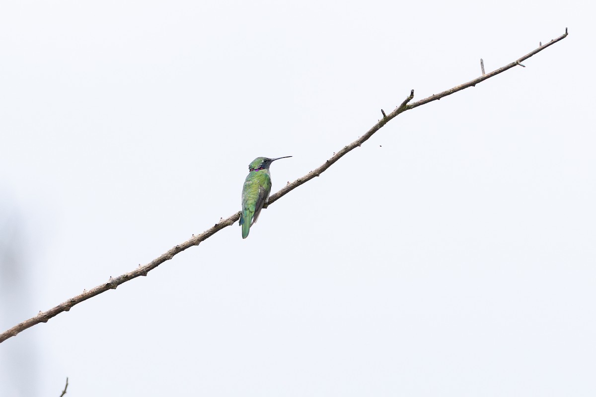 White-vented Violetear - ML647456627
