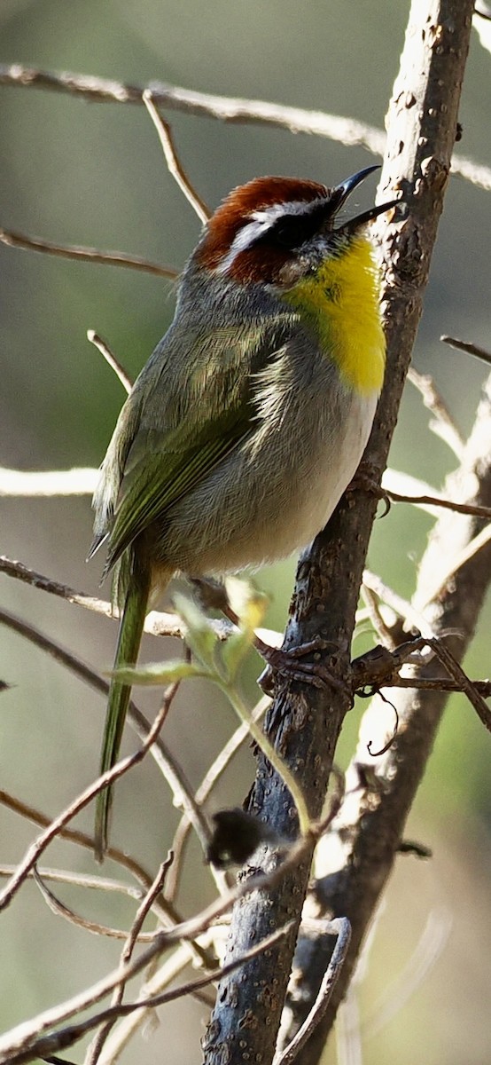 Rufous-capped Warbler (rufifrons Group) - ML647456628