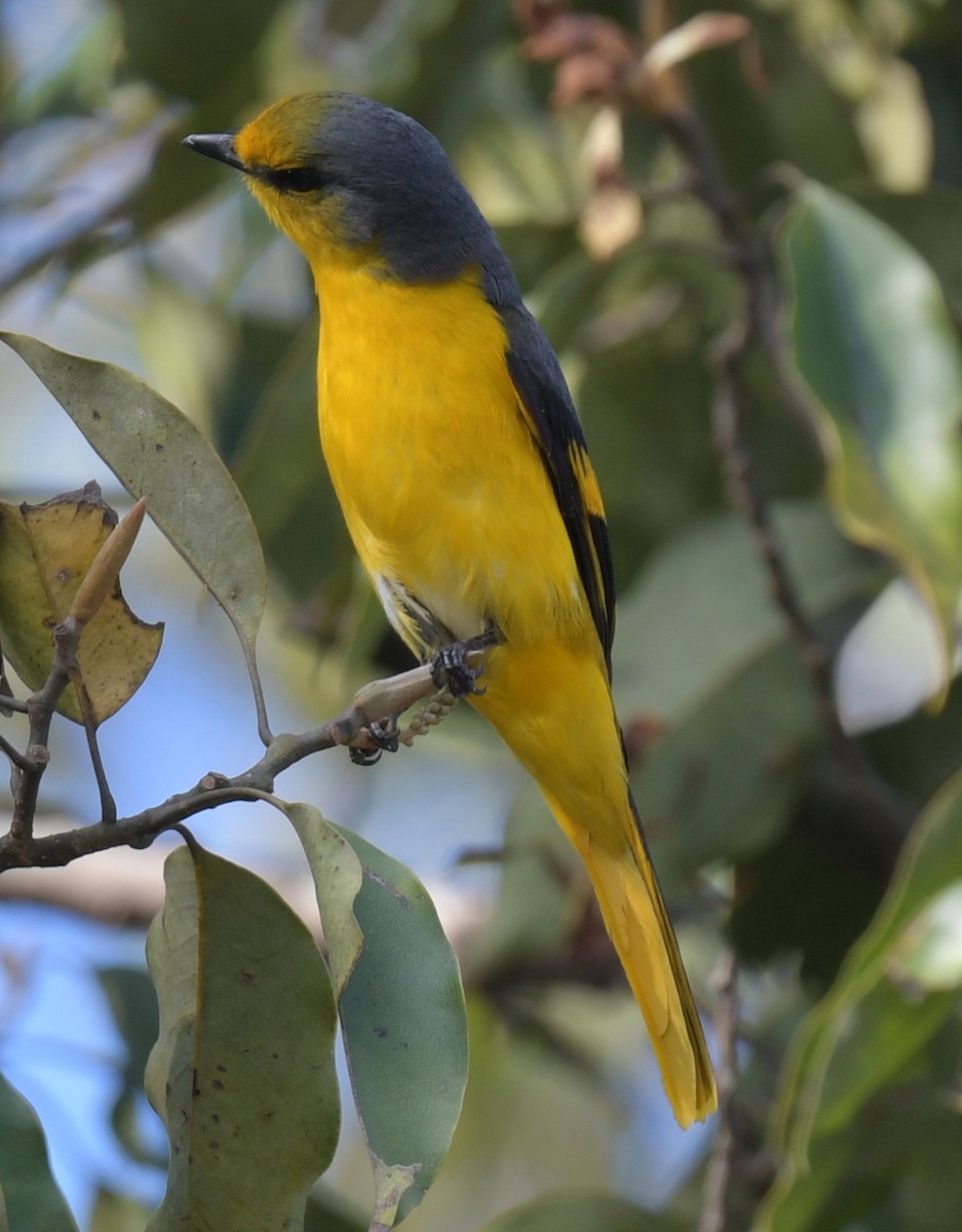Scarlet Minivet - ML647456631