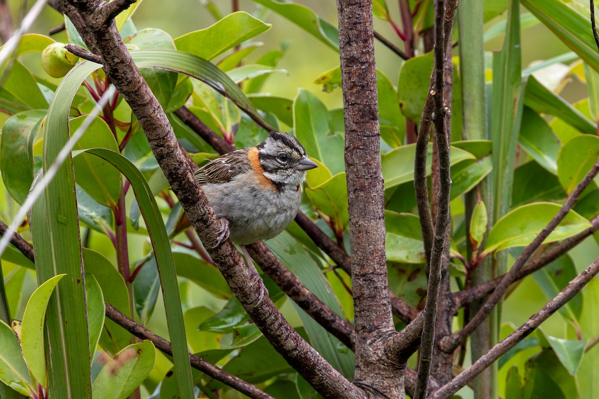 Rufous-collared Sparrow - ML647456632