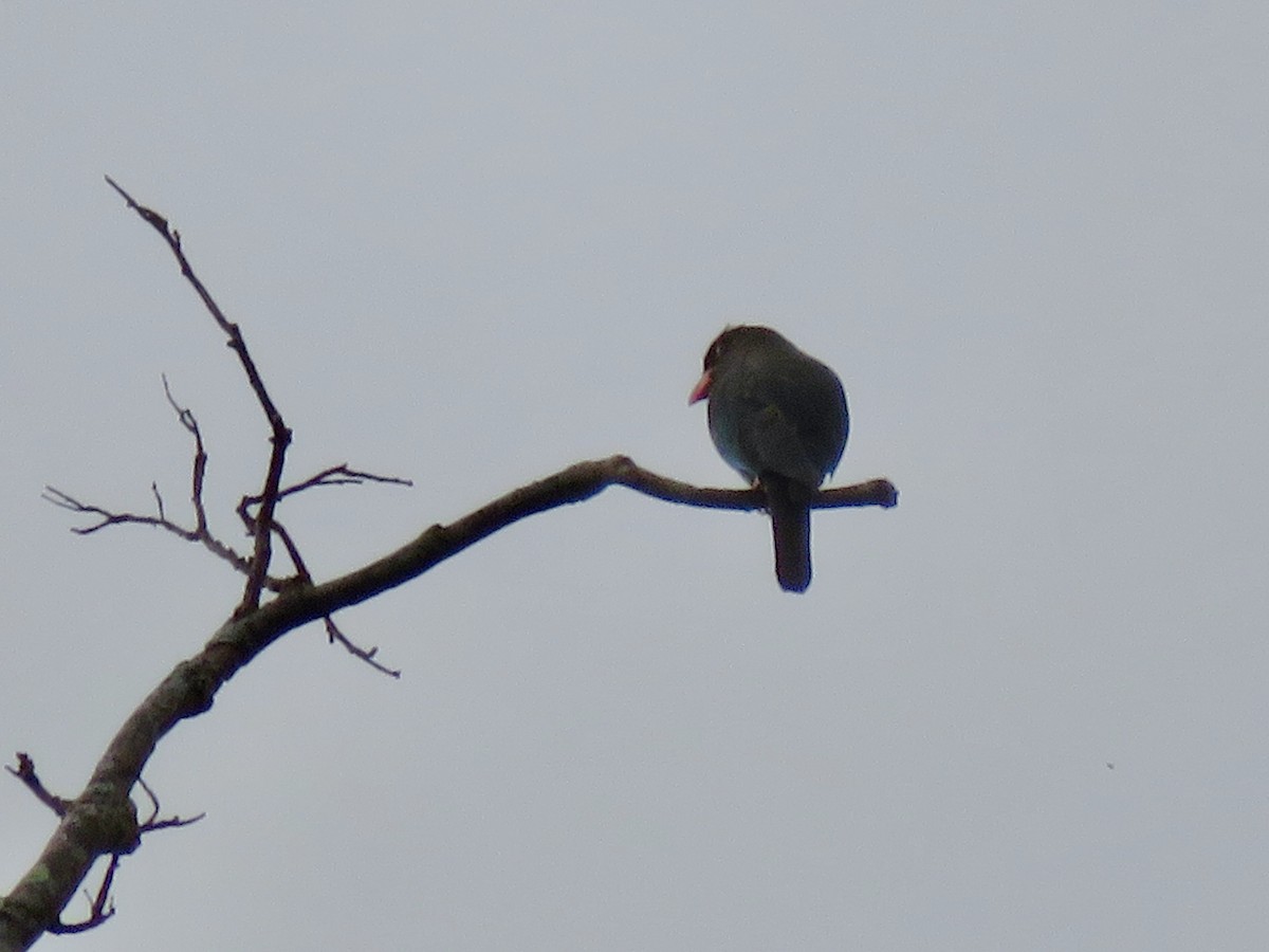 Dollarbird - ML647456634