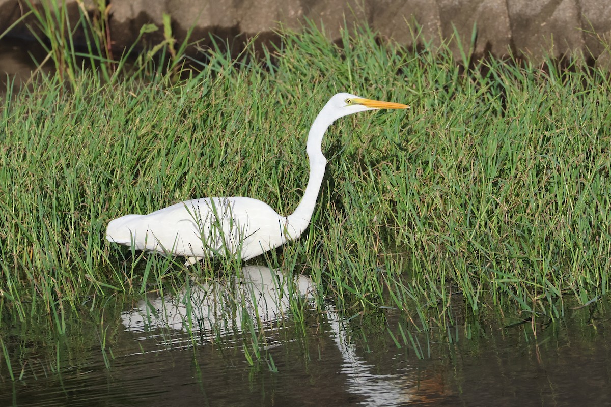 Great Egret - ML647456635