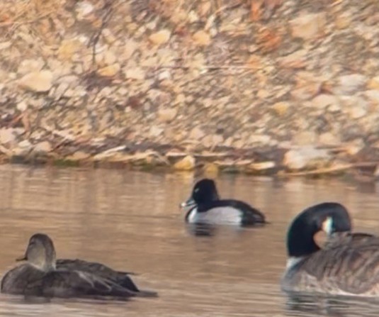 Ring-necked Duck - ML647456636
