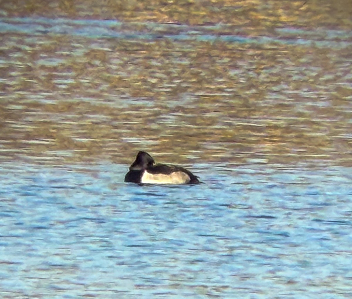 Ring-necked Duck - ML647456637