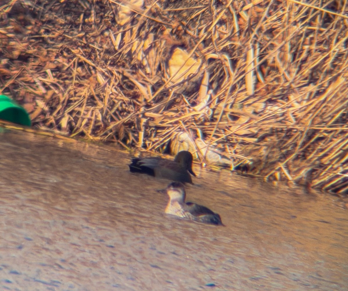 Ruddy Duck - ML647456638