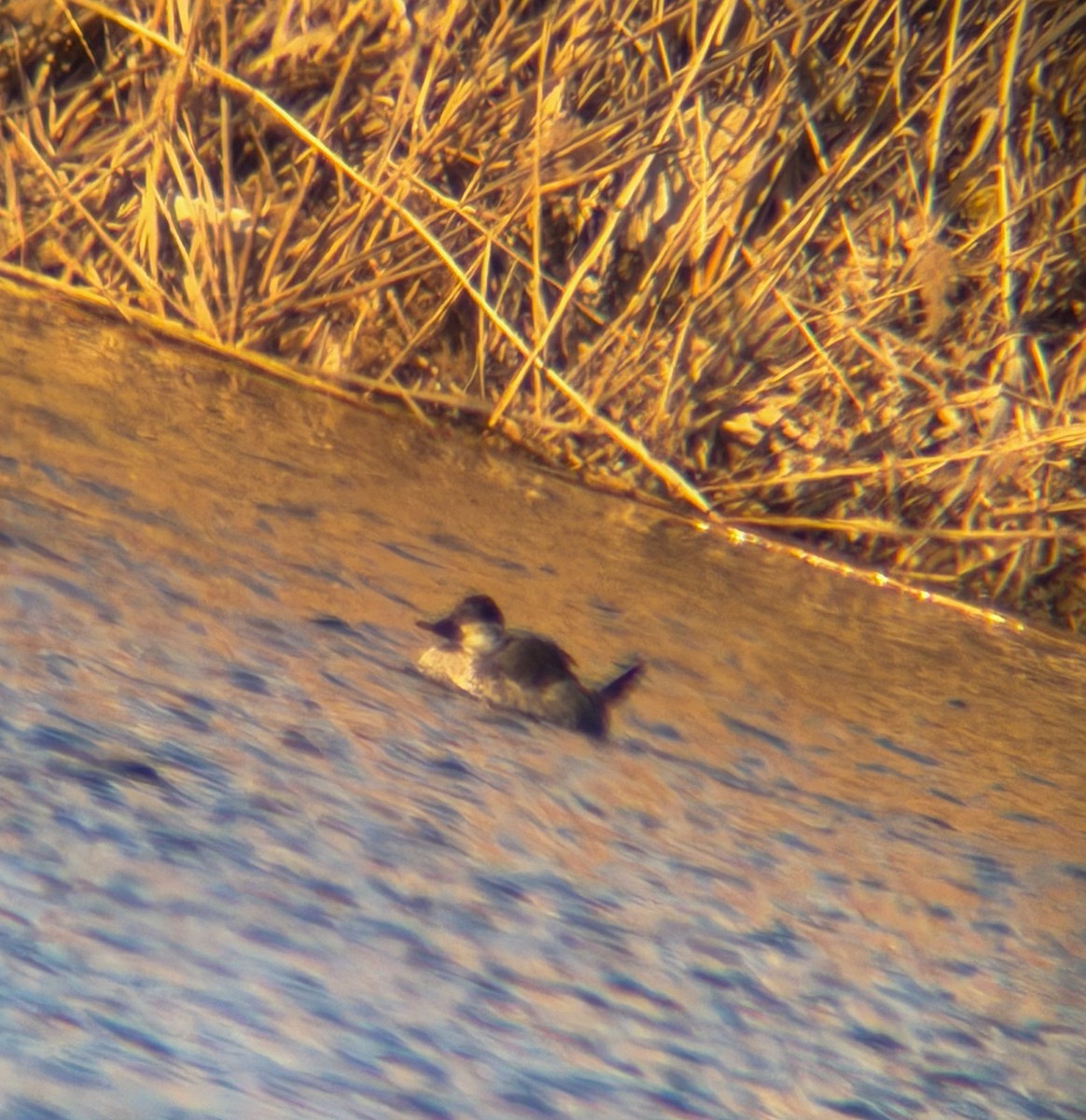Ruddy Duck - ML647456639