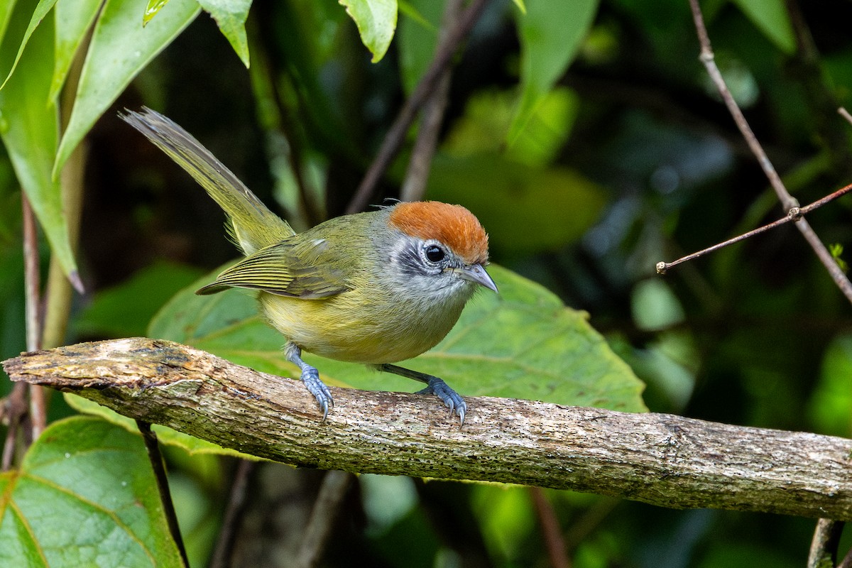 Rufous-crowned Greenlet - ML647456640