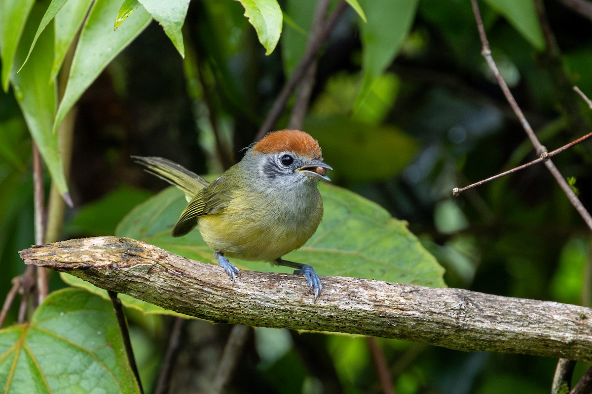 Rufous-crowned Greenlet - ML647456641