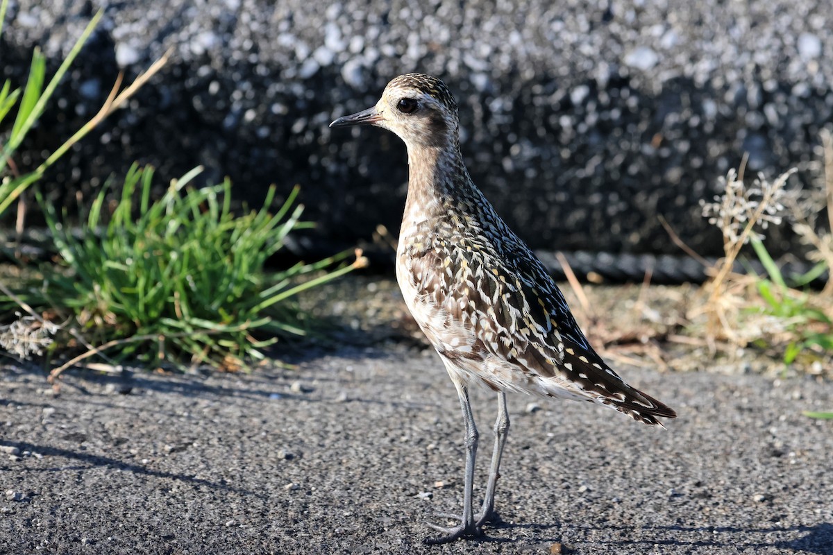 Pacific Golden-Plover - ML647456643
