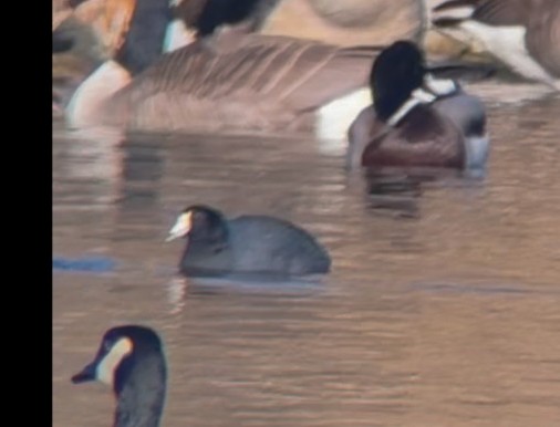 American Coot - ML647456645