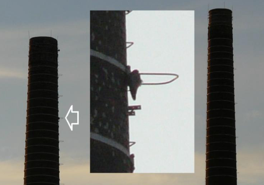 Peregrine Falcon - ML647456646