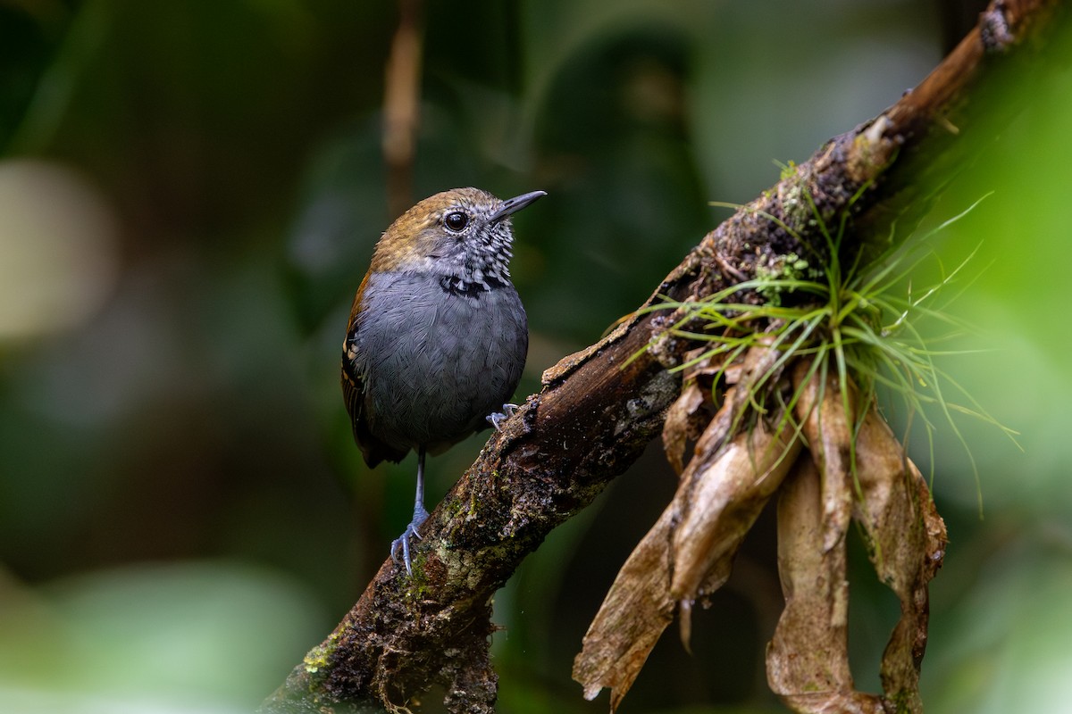 Star-throated Antwren - ML647456647