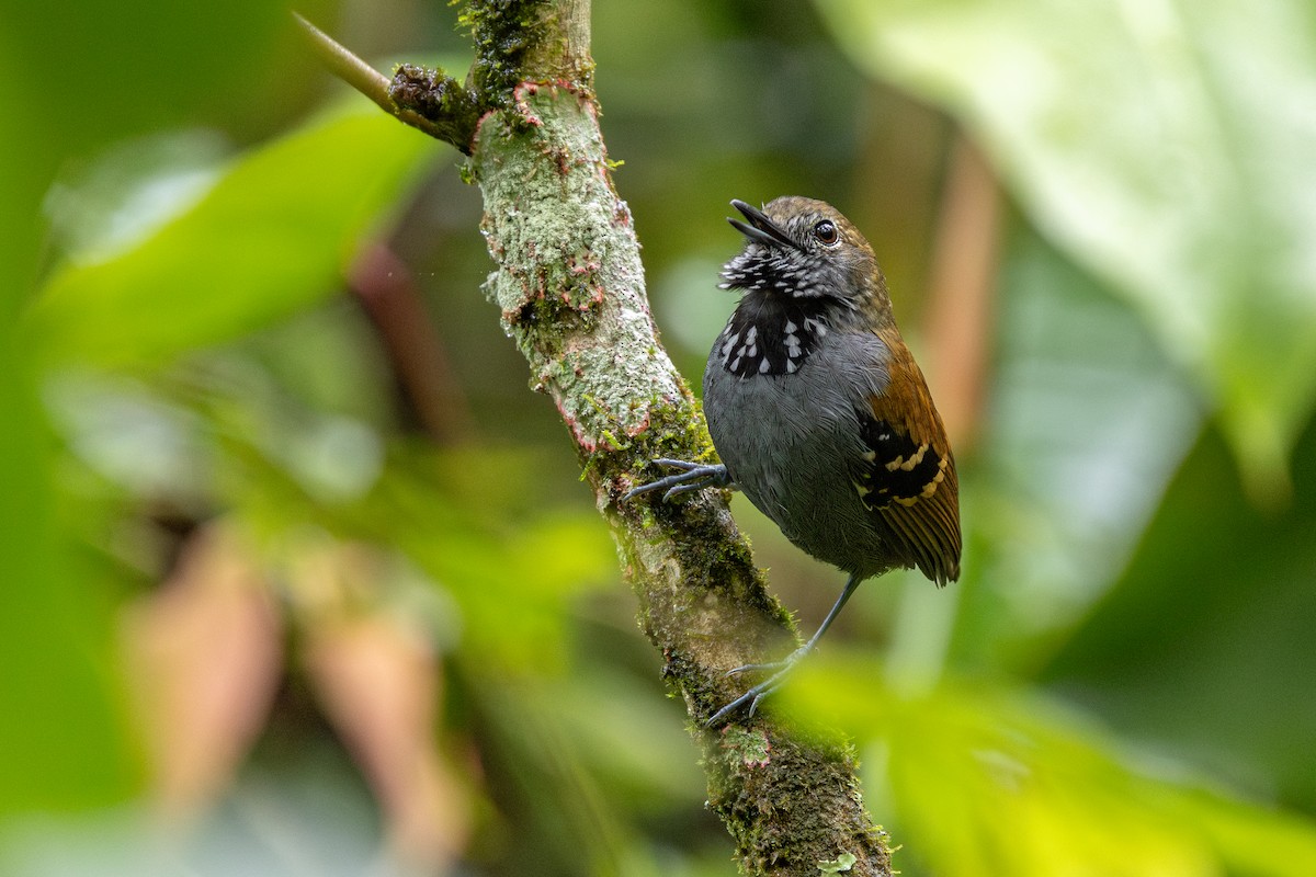 Star-throated Antwren - ML647456650
