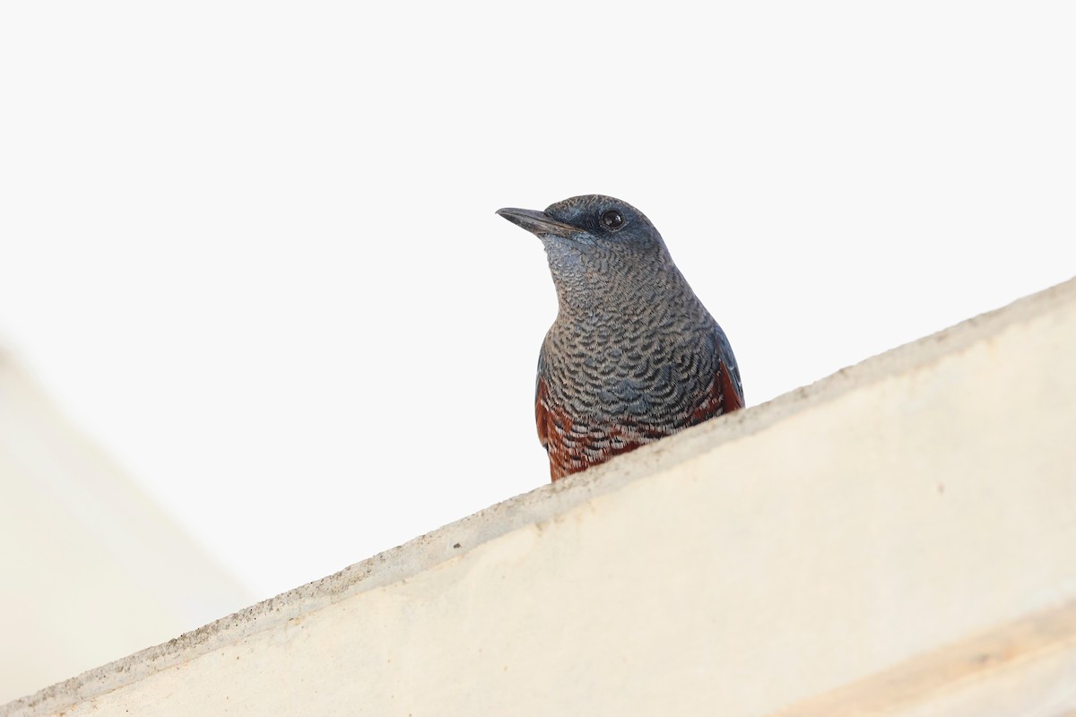 Blue Rock-Thrush - ML647456652