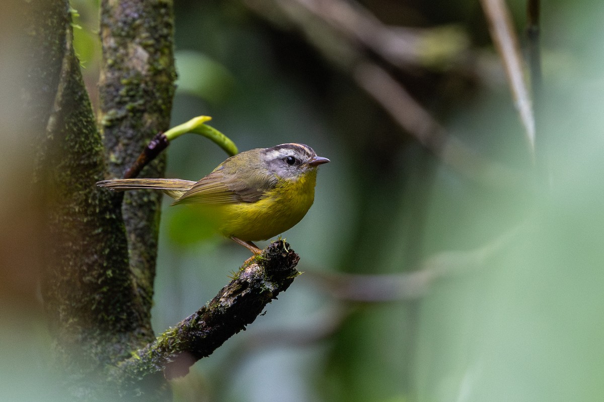 Golden-crowned Warbler - ML647456653
