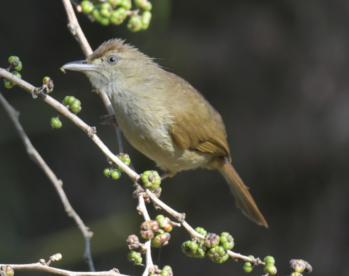 Olive Bulbul - ML647456654