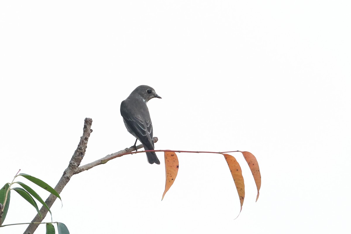 Gray-streaked Flycatcher - ML647456655