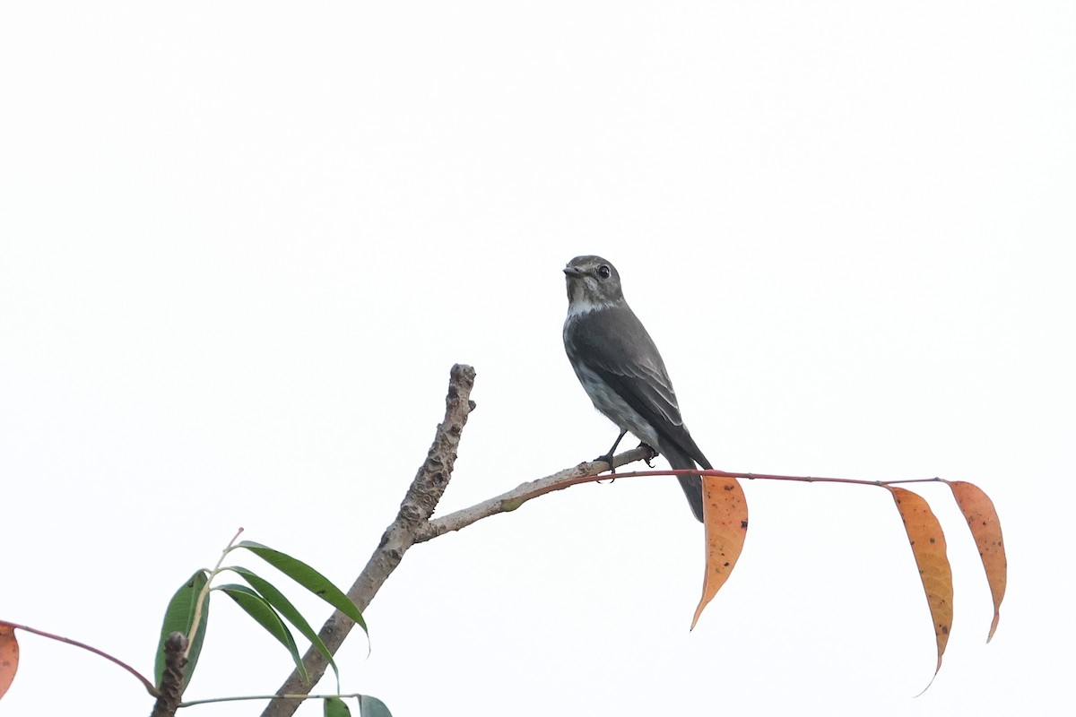 Gray-streaked Flycatcher - ML647456656