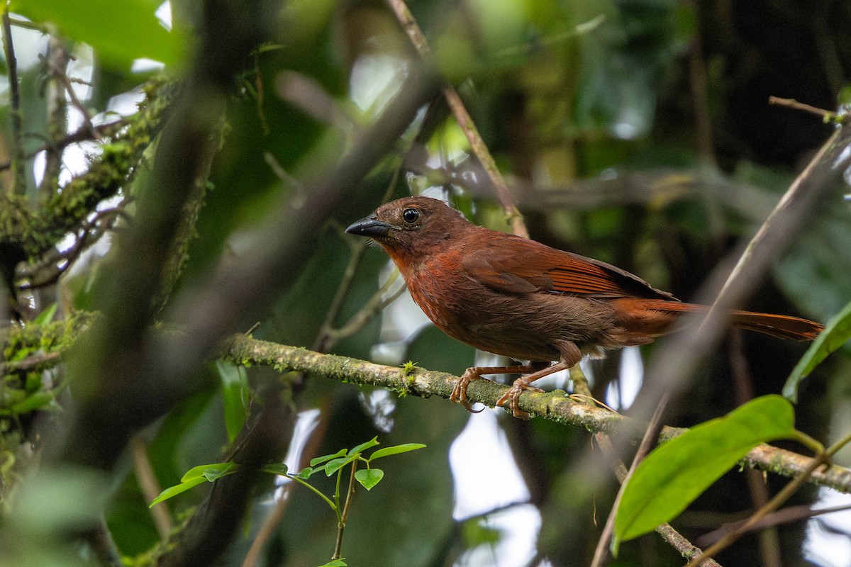 Red-crowned Ant-Tanager (Atlantic) - ML647456659