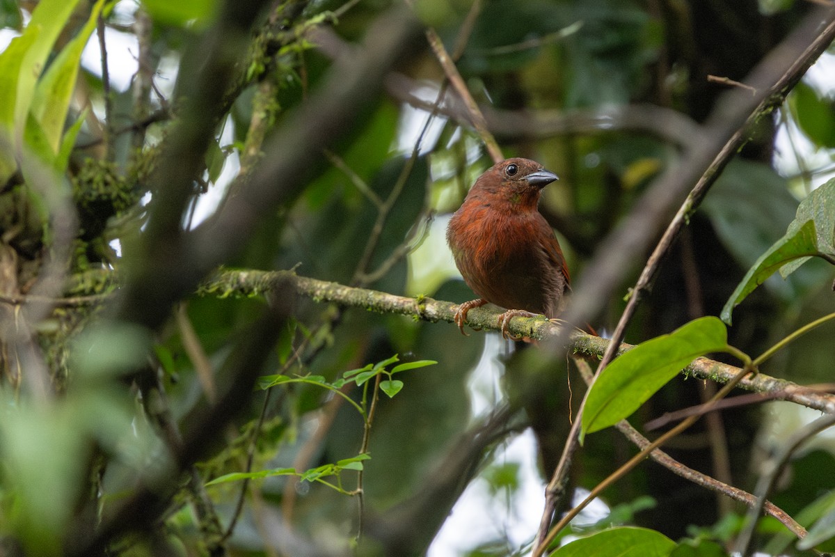 Red-crowned Ant-Tanager (Atlantic) - ML647456660