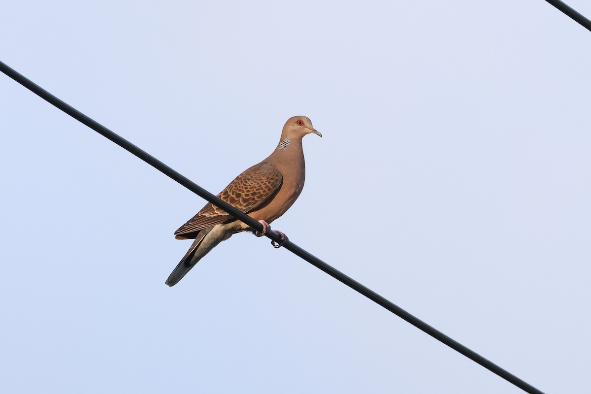 Oriental Turtle-Dove - ML647456661