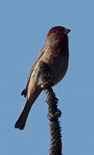 House Finch (Common) - ML647456662