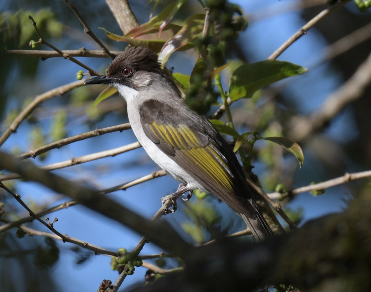 Ashy Bulbul - ML647456663