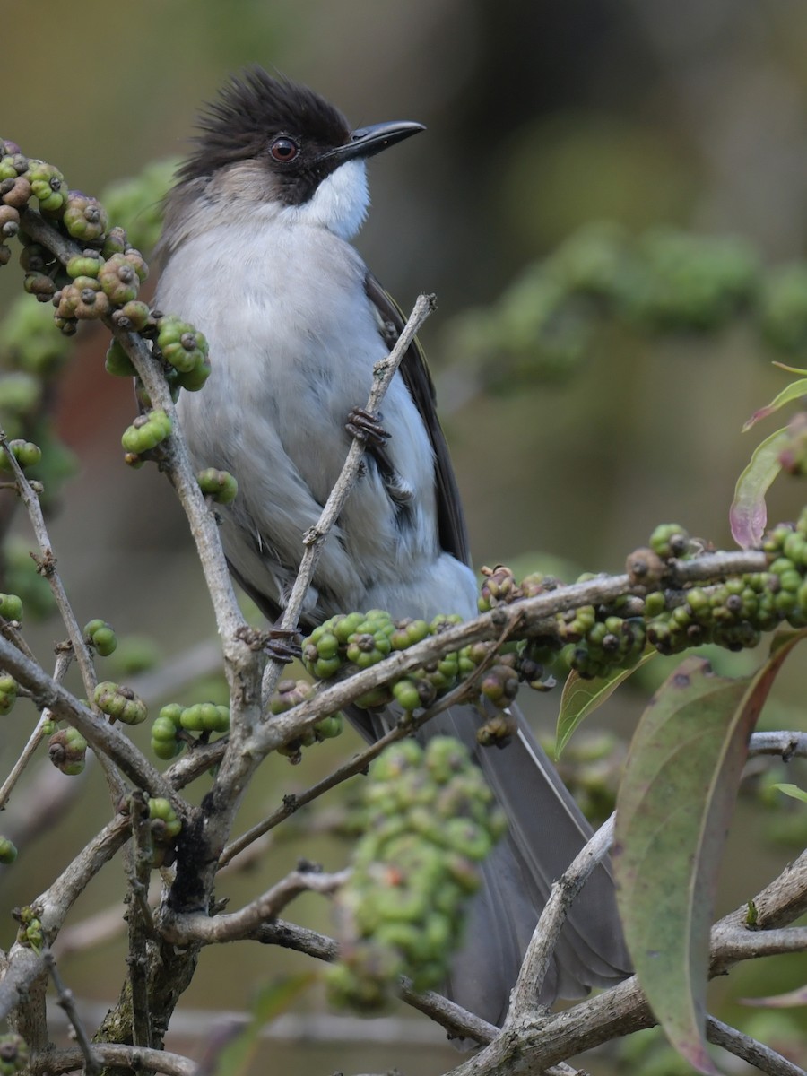 Ashy Bulbul - ML647456664