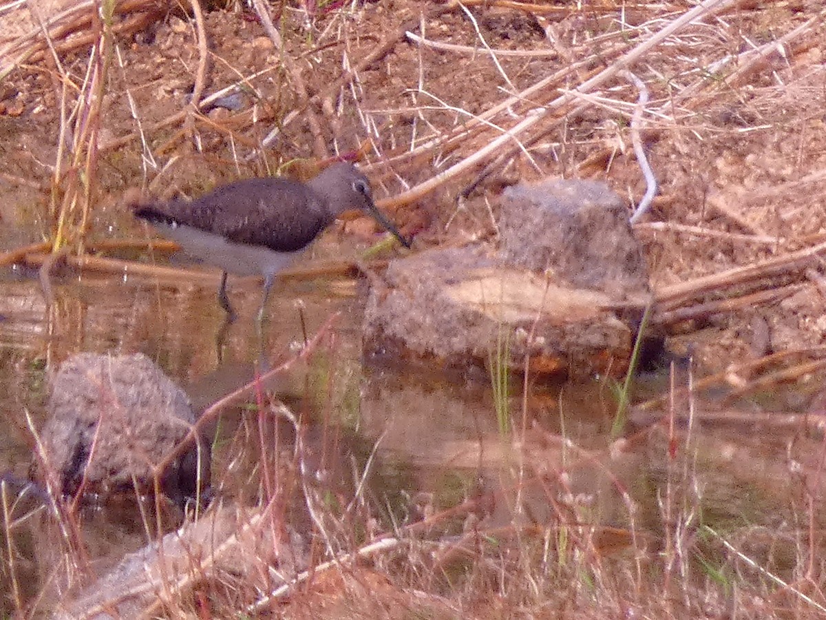 Green Sandpiper - ML647456666