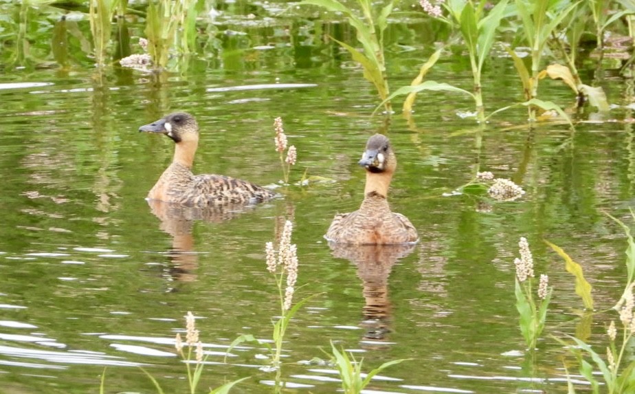 Pato Dorsiblanco - ML647456695