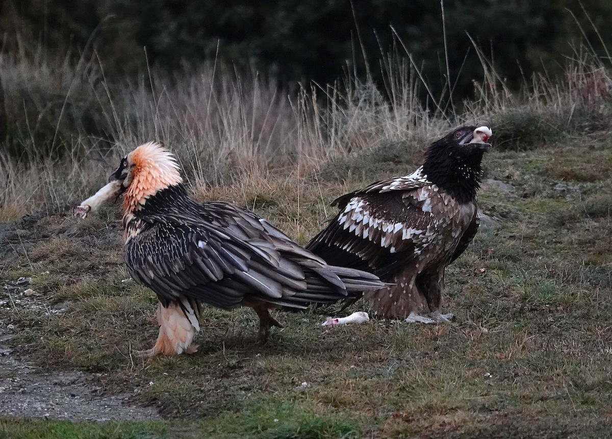 Bearded Vulture - ML647456699