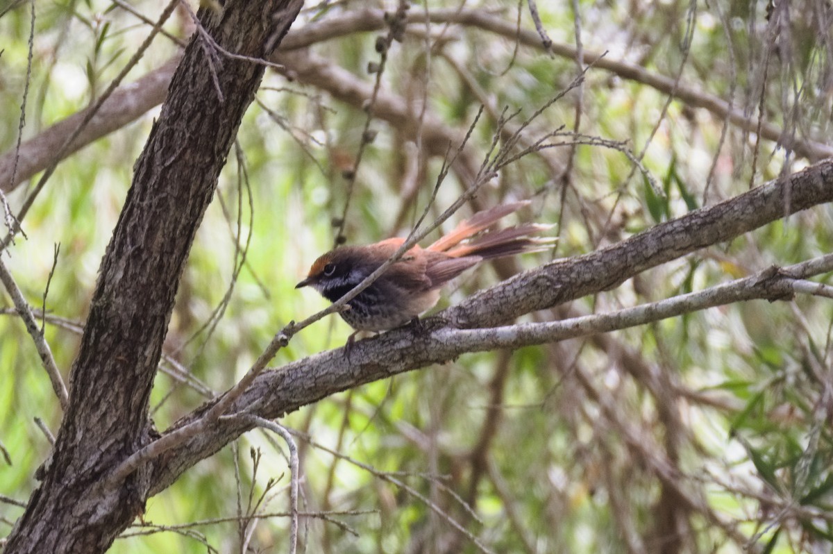 Australian Rufous Fantail - ML647456704