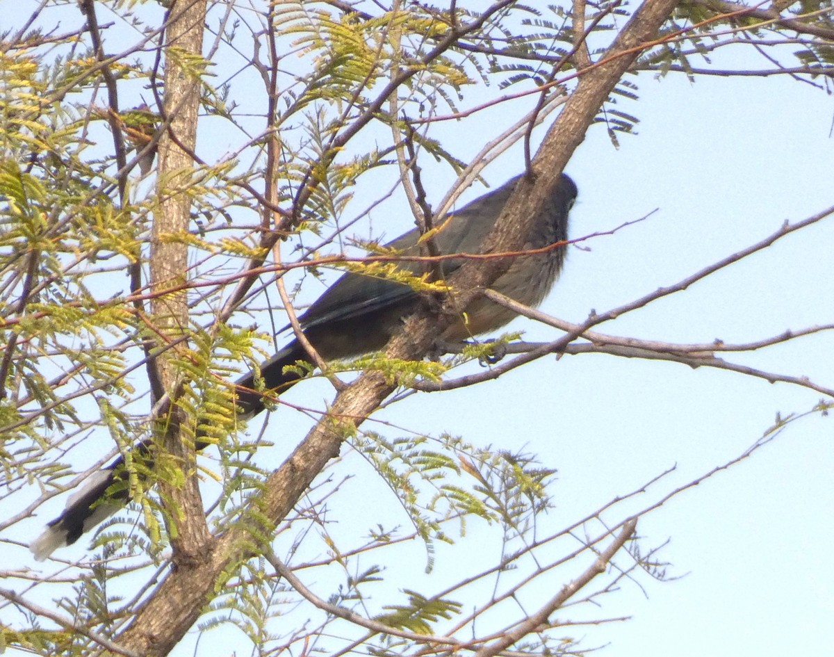 Blue-faced Malkoha - ML647456705