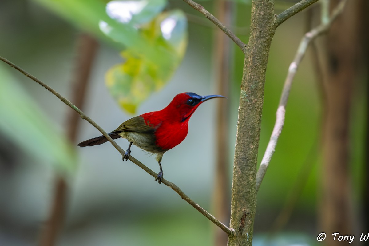 Crimson Sunbird - ML647456708