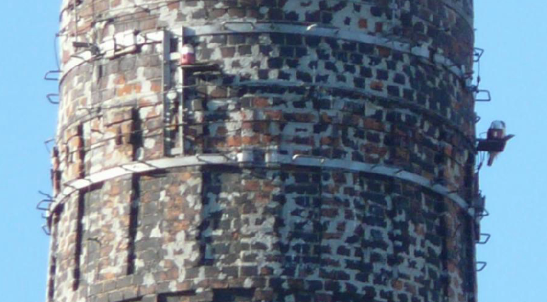 בז נודד - ML647456720