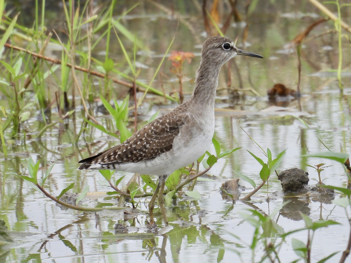vodouš bahenní - ML647456722