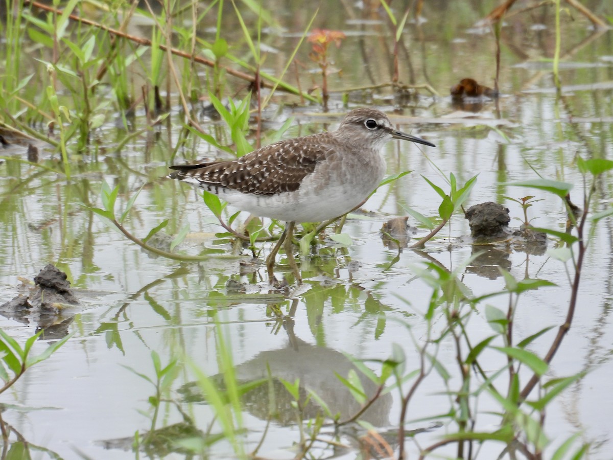 vodouš bahenní - ML647456723