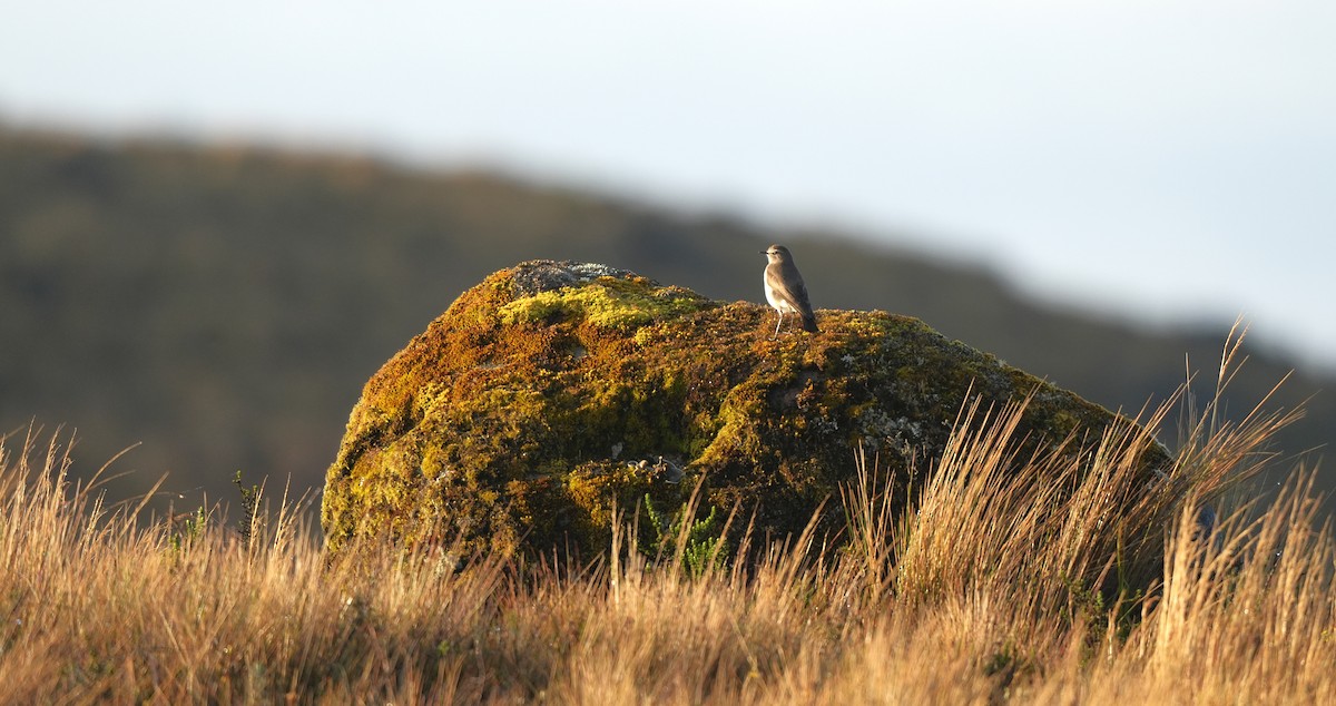 Plain-capped Ground-Tyrant - ML647456729