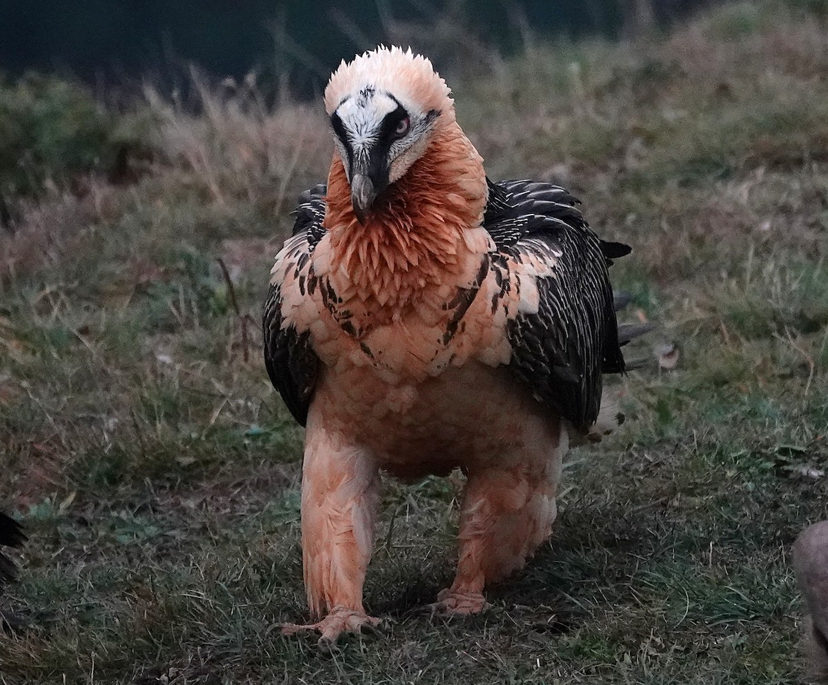 Bearded Vulture - ML647456735