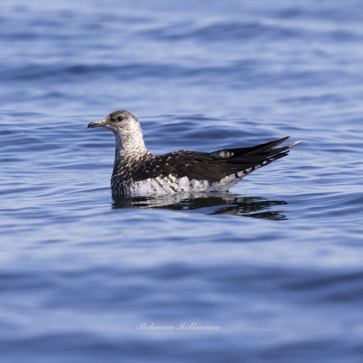 Parasitic Jaeger - ML647456737