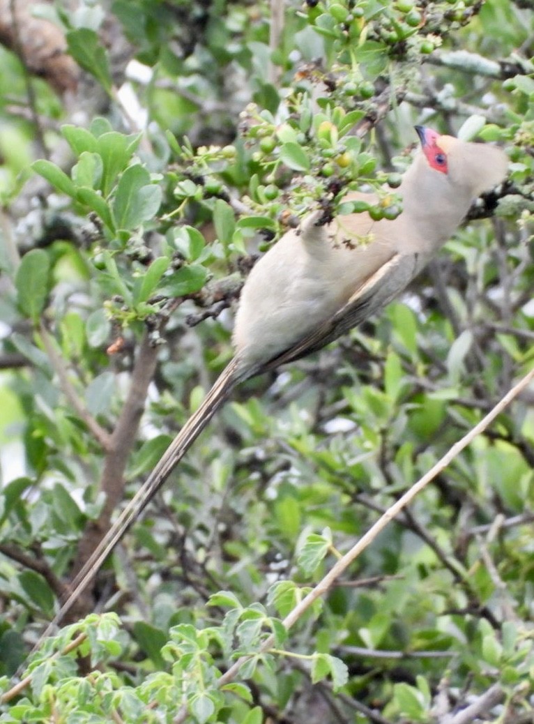 Red-faced Mousebird - ML647456738
