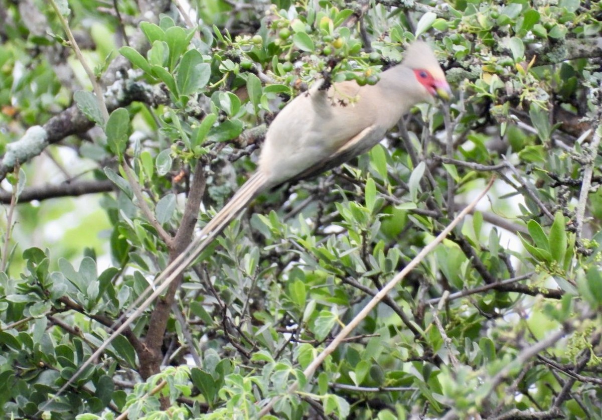 Red-faced Mousebird - ML647456739