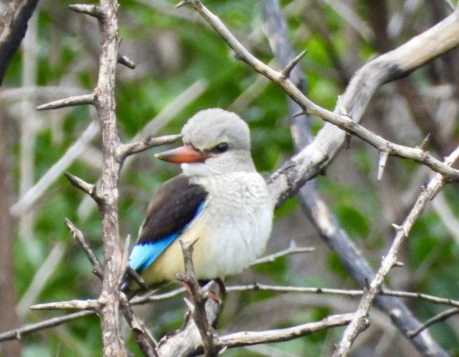 Gray-headed Kingfisher - ML647456740