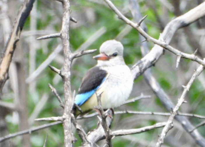 Gray-headed Kingfisher - ML647456741